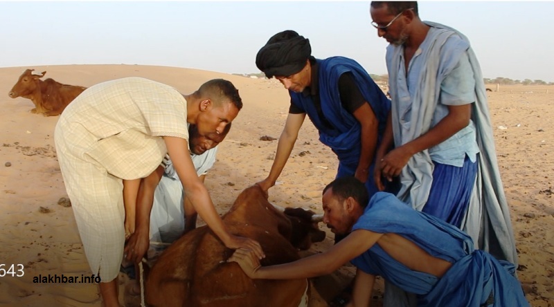 يكابد السكان يوميا جهود مساعدة الأبقار التي أقعدها العجاف (الأخبار)