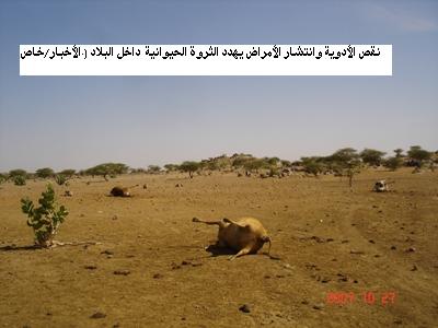صور لنفوق الأبقار في العام2007 في الحوض الشرقي (إرشيف وكالة الأخبار) 