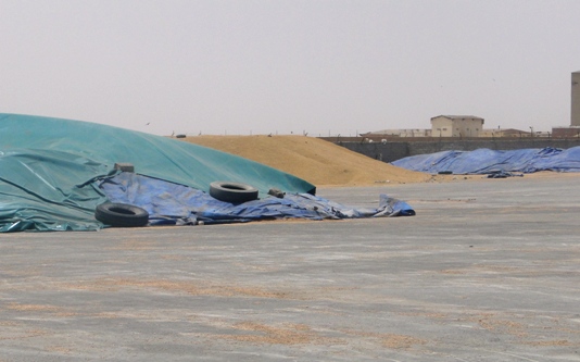 القمح يمضي أيام عطلة الأسبوع دون زائر، قد يبقى مكشوفا، وقد يجد من يعطيه بغطاء بلاستيكي توضع فوقه إطارات سيارات قديمة لتثبيته (تصوير الأخبار)
