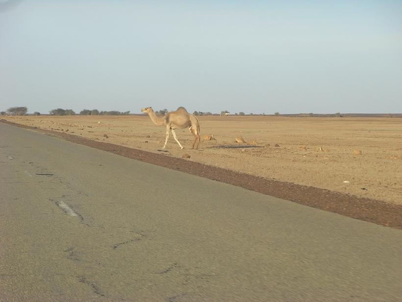 الطريق إلى أطار معبدة لكن اأحذر سفينة الصحراء فقد تقطع الطريق دون أن تشعر (تصوير الأخبار)