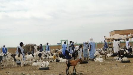 سوق المدينة لبيع المواشي تشهد هذه الأيام إقبالا معتبرا نظرا لتوافد الكثير من ضيوف القرى المجاورة وبلديات المقاطعة على المدينة (الأخبار)