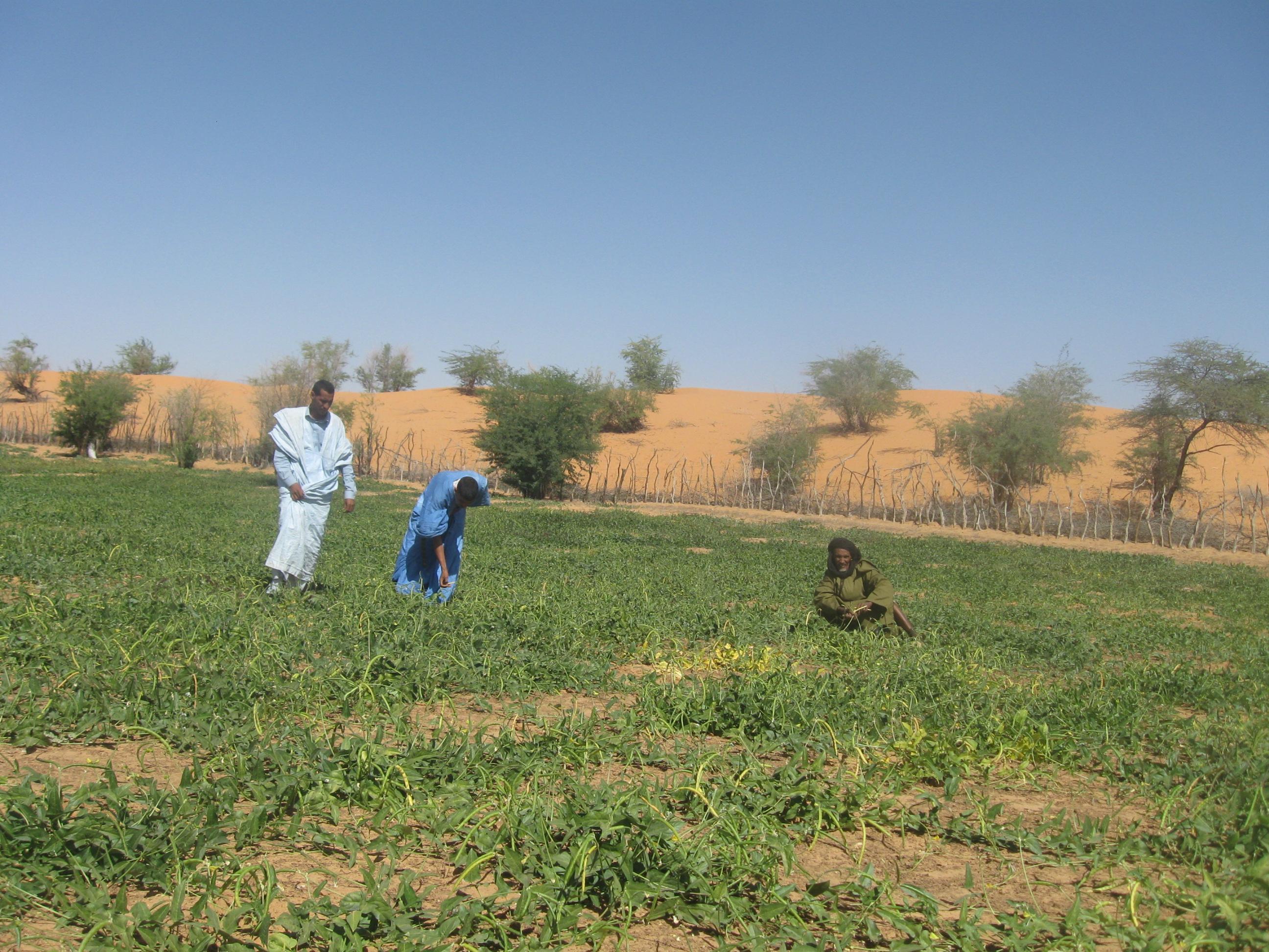 ساعة الحصاد (تصوير الأخبار)