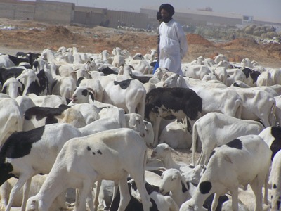 تعرف أسواق الماشية في نواذيبو هذه السنة ارتفاعات كبيرة في أسواق الأضاحي(تصوير الأخبار)