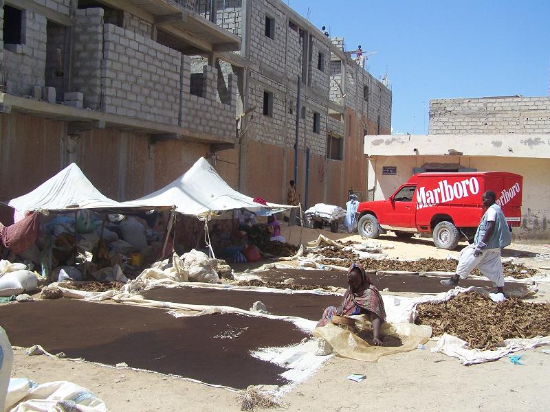 النساء العاملات في مهنة بيع التبع وهن يباشرن عملهن اليومية الشاق والذي يعرض صحت كثيرات منهن للخطر (تصوير الأخبار)