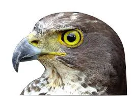 "حاتم": الاعتداء على إيران تجلّ فاضح للعنجهية والغطرسة