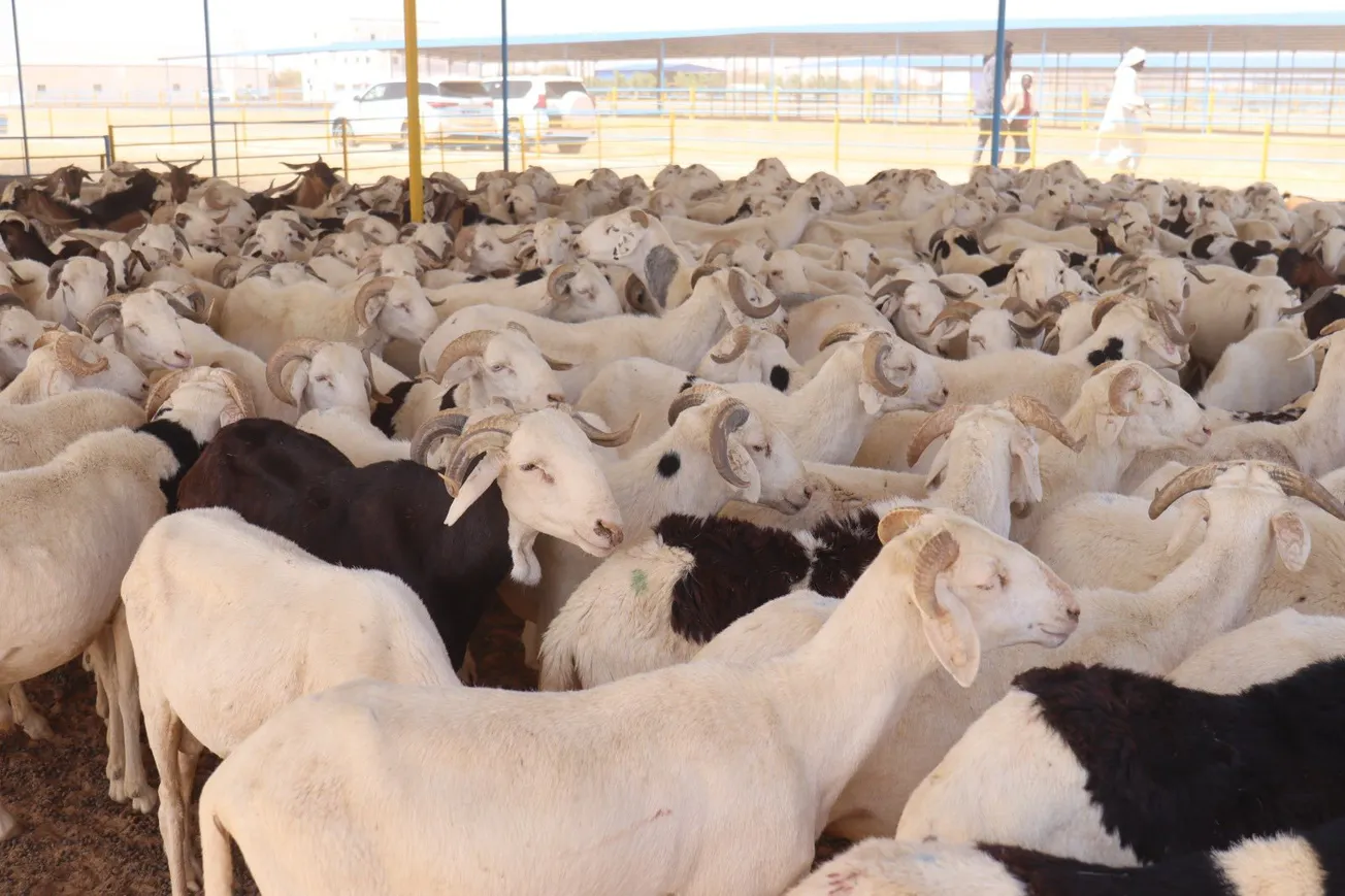 الحكومة تقرر إعادة صياغة سياسة تصدير الحيوانات الحية