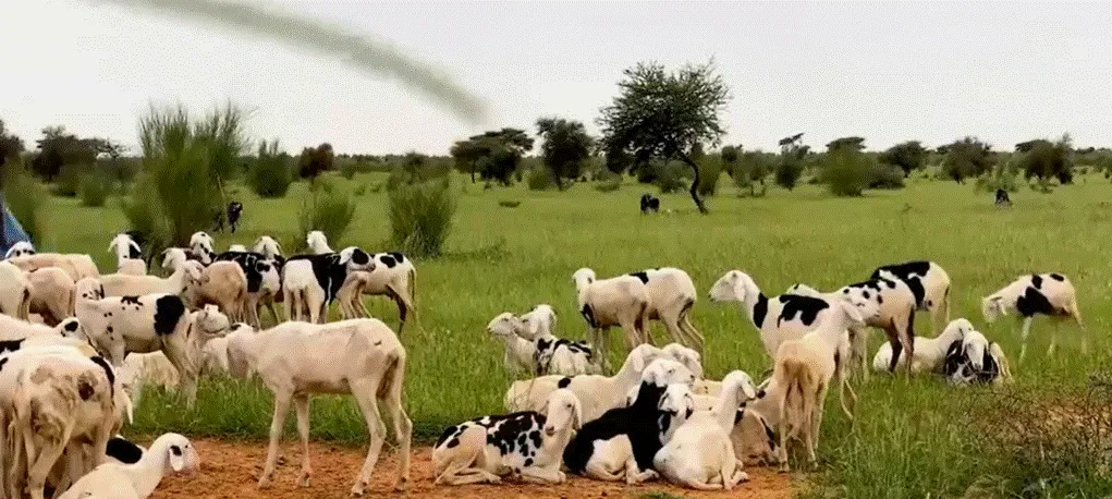 تعميم من وزارة الداخلية بمنع الانتجاع داخل الأراضي المالية