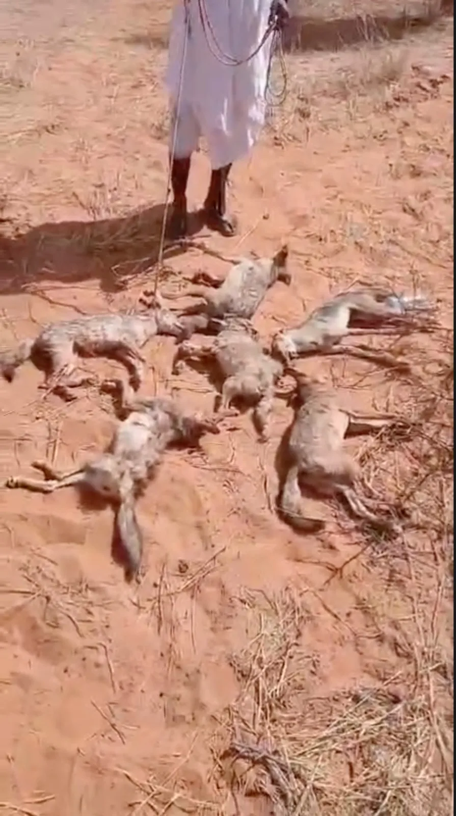 توقيف مشتبه في قتله 6 ذئاب ببوتلميت ونقله إلى روصو