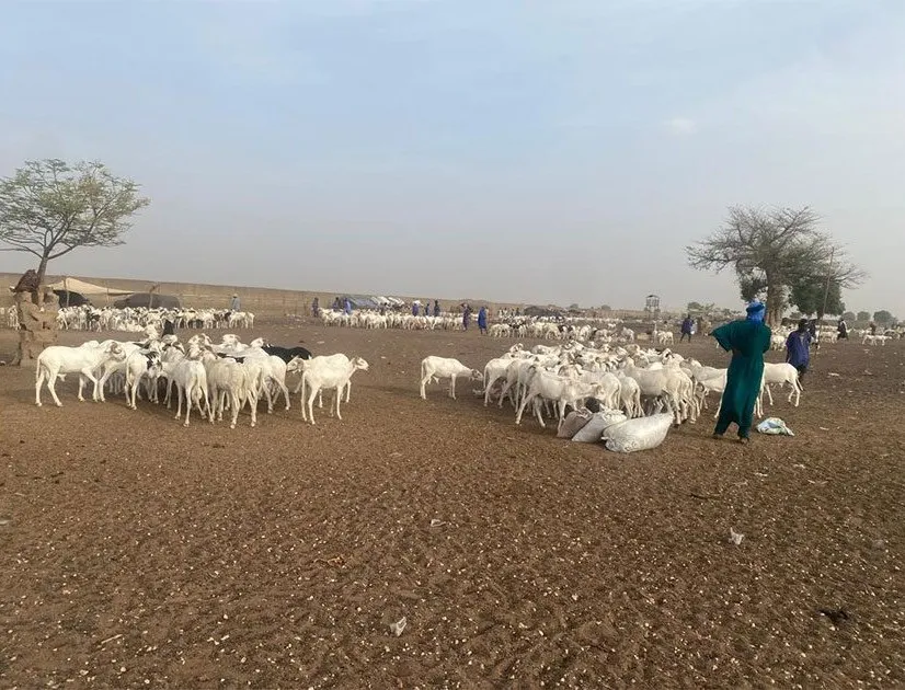 وفرت 70% من حاجتها العام الماضي.. اتفاق موريتاني سنغالي لتوفير الأضاحي