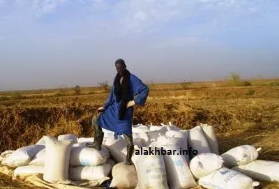 اتحادية للمزارعين: نرفض بيع طنّ الأرز بأقل من 160 ألف