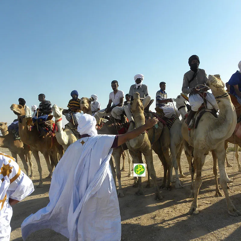 جوائز للفائزين في سباق الإبل بموريتانيا