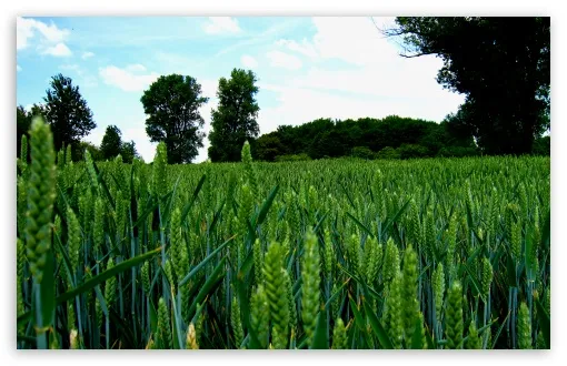 مزارعون يناقشون حصيلة زراعة القمح