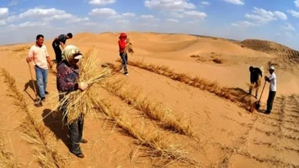 حملة جديدة لغرس مليون شجرة
