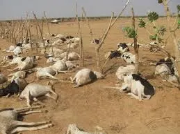 نفوق كبير للماشية بالحوض الشرقي