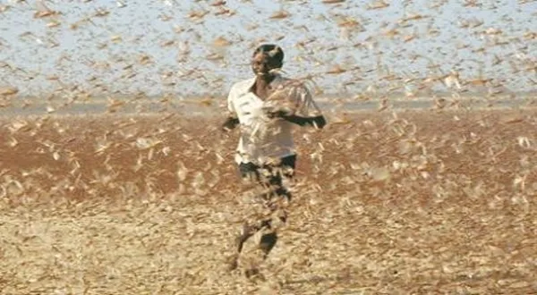 الجراد الصحراوي يهدد مزارع موريتانيا