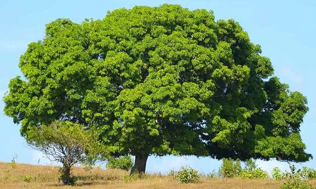 أسبوع للشجرة بموريتانيا