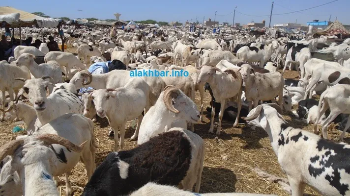 سوق الأغنام: ضعف في الطلب وأضرار من صوملك