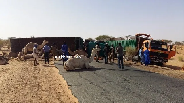 الشاحنة التي سقطت اليوم، وقد تم إنزال قطيع الإبل الذي كان على متنها (?
