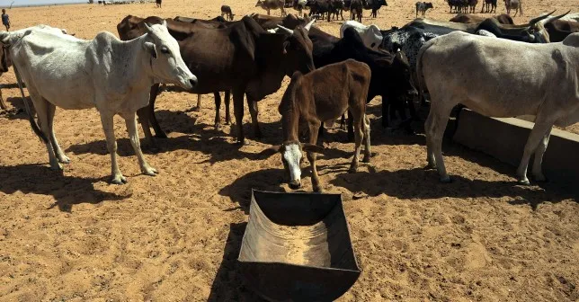 المنمون الموريتانيون قلقون بعد هجوم النوارة