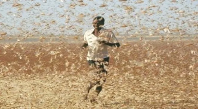 مركز مكافحة الجراد يبحث آلية الوقاية من الجراد المهاجر