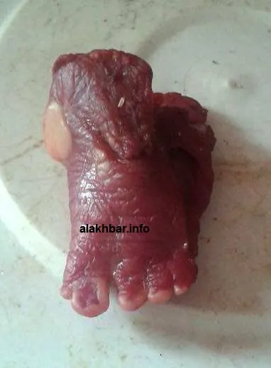 قلب العجل المذبوح اليوم في مدينة واد آمور بولاية البراكنه