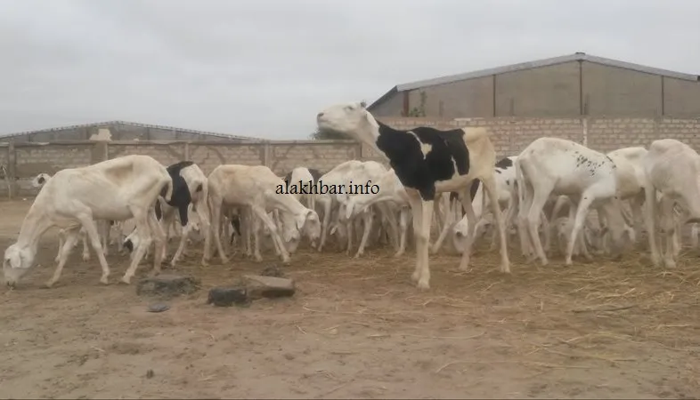باعة الأغنام: الإقبال على شراء الأضاحي متوسط