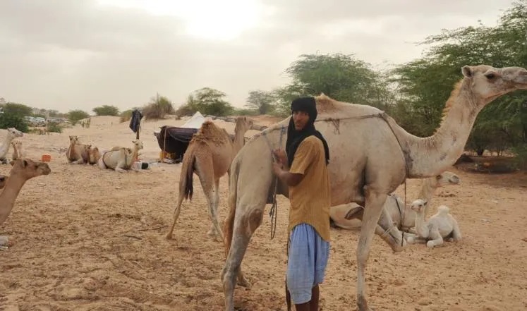 تدشين مركز لتنمية الإبل بموريتانيا