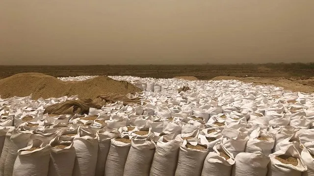 ‪محصول مزرعة على ضفة النهر جنوب موريتانيا (الجزيرة)