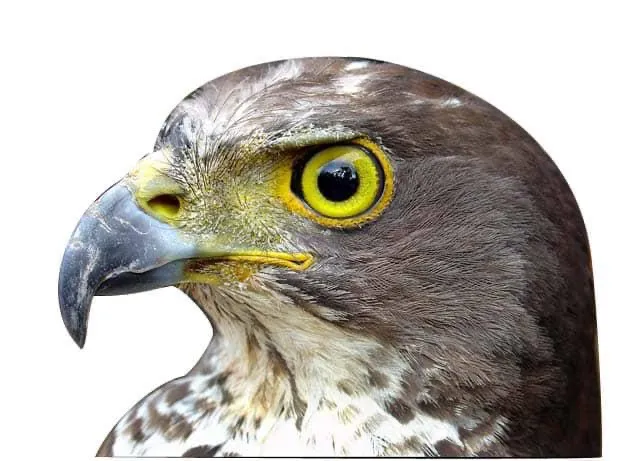 58ff4727-df72-4e71-9abe-640bce3d9e5f