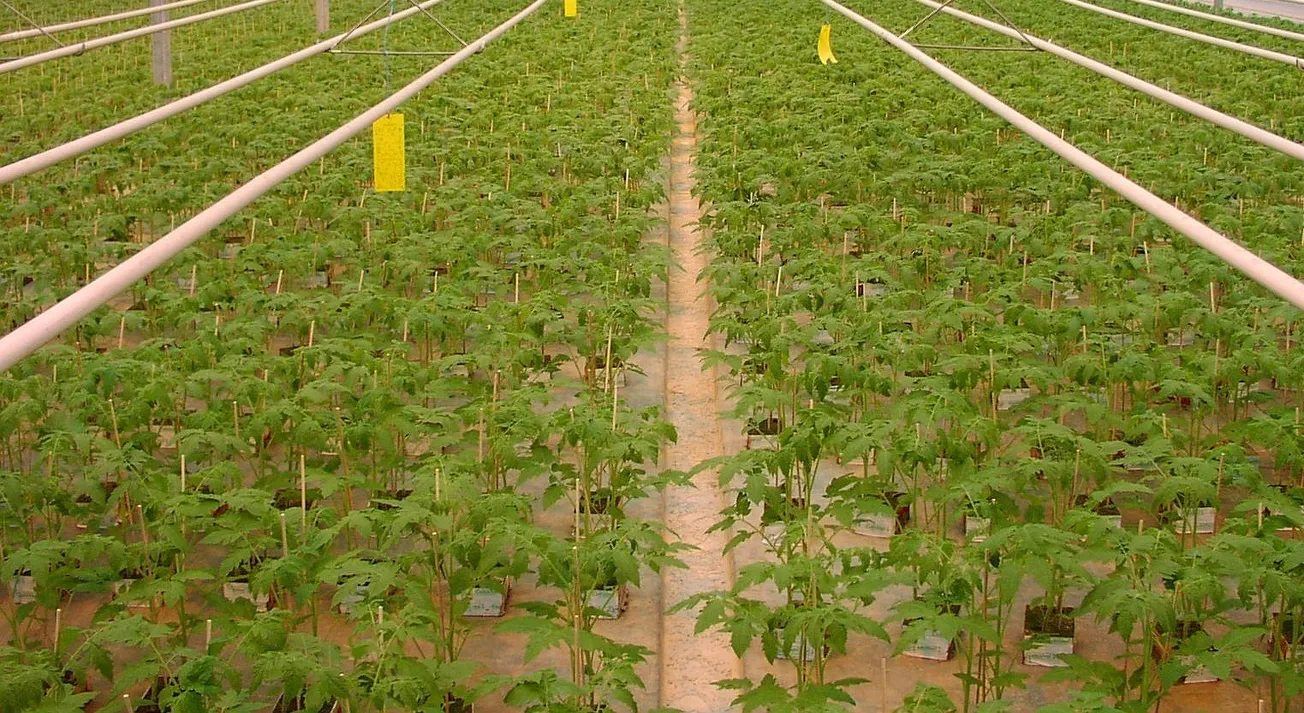 TomateJungpflanzenAnzuchtNiederlande