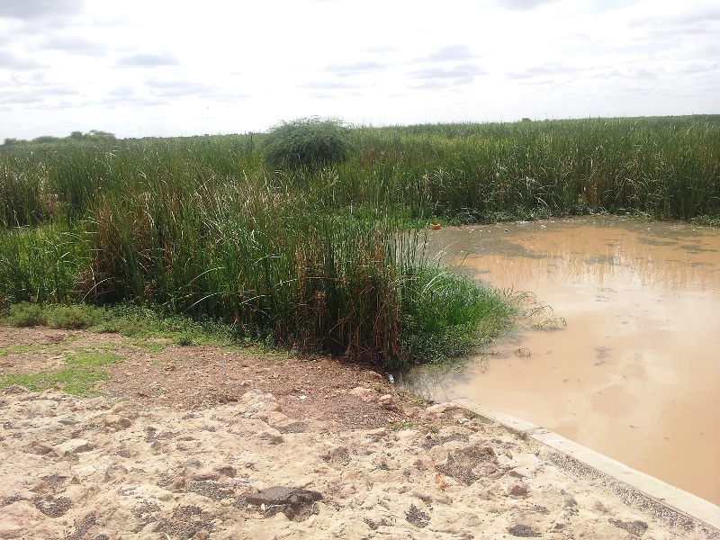 نبتة تيفا (Typha) أو السكين، والتي تكاثرت بشكل كارثي في حوض نهر السنغال